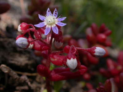 Sedum caeruleum.jpg