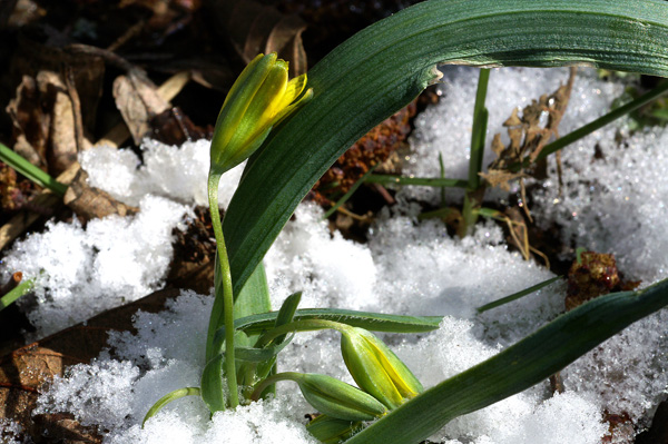 sous_la_neige_hlo.JPG