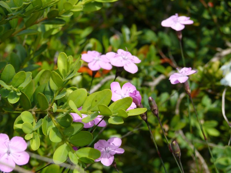 dianthus.jpg