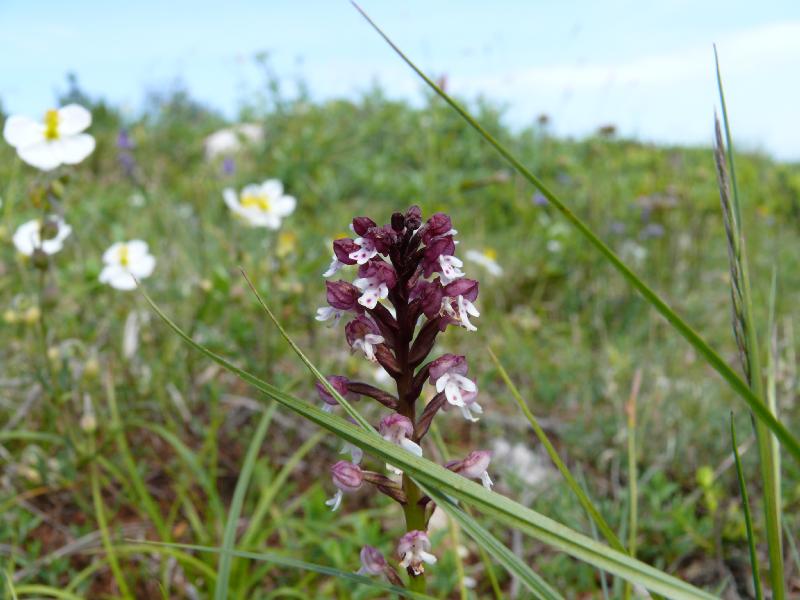 orchis ustulata.jpg