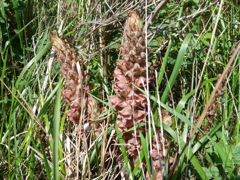 orobanche.jpg