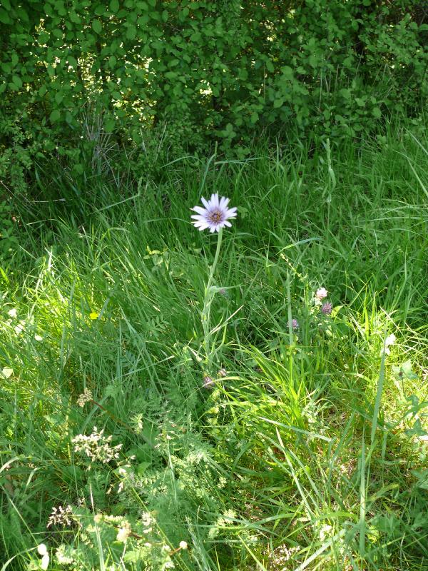 tragopogon.jpg