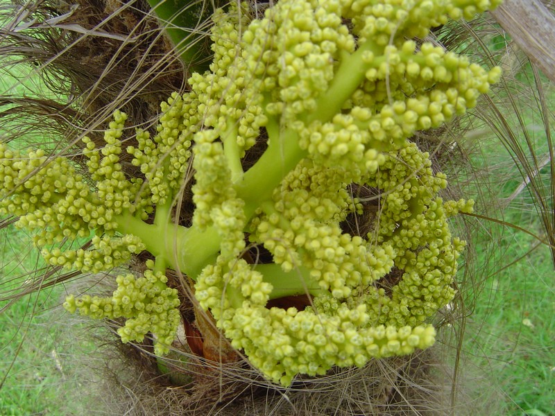 Plante inconnue.jpg