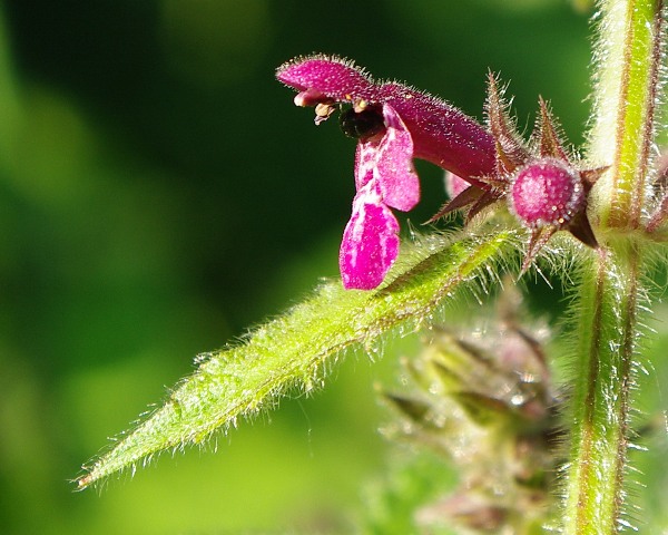 IMGP3938.jpg