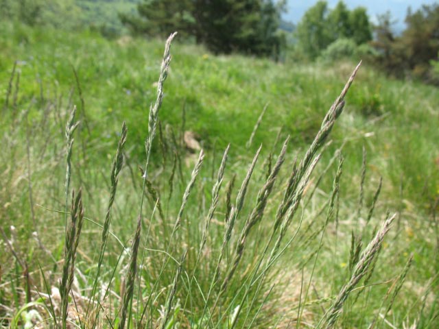 Fr-68-Hohrod2243.jpg