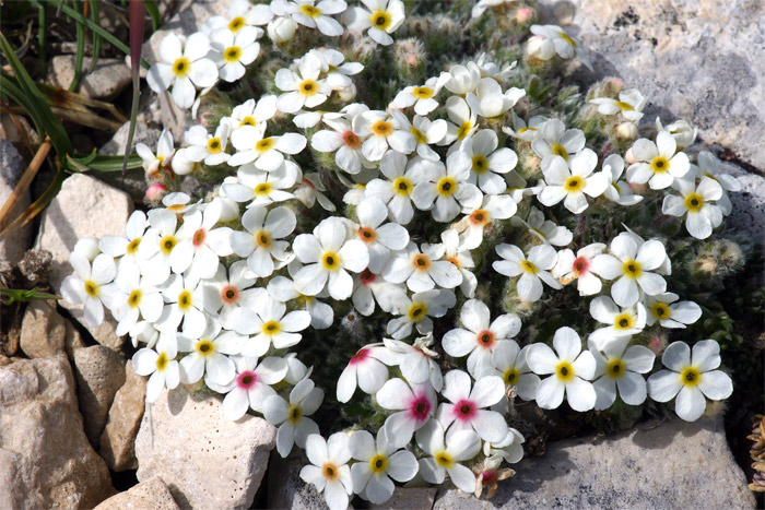 Androsace-villosa-2233-(2).jpg