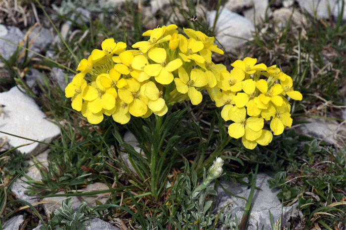 Erysimum-ochroleucum-2247-(.jpg