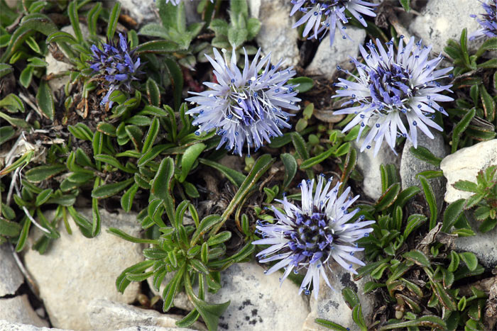 Globularia-repens-2244.jpg