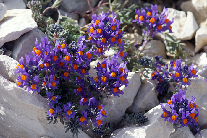 Linaria-alpina-2278-(2).jpg