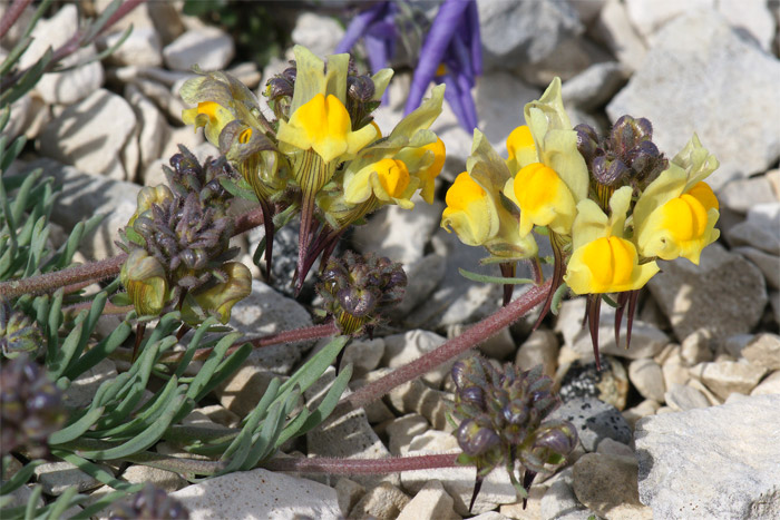 Linaria-supina-2297.jpg