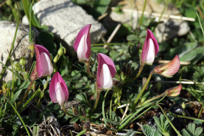 Ononis-cristata-02319-(2).jpg
