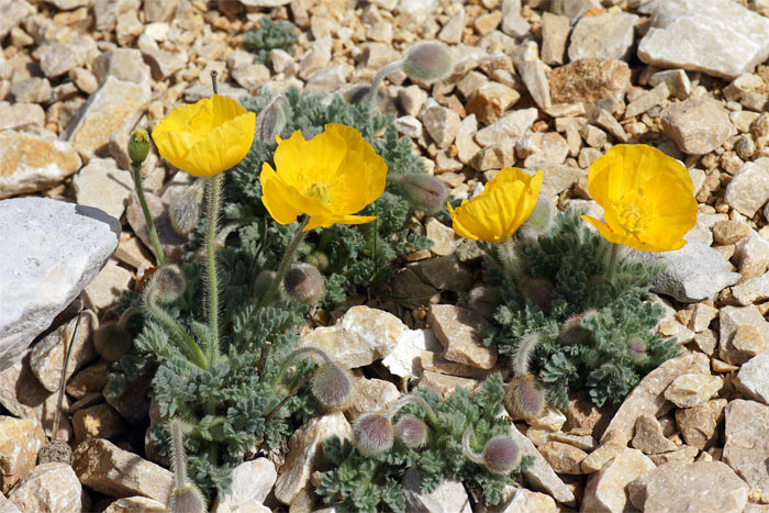 Papaver-alpina-2275-(2).jpg