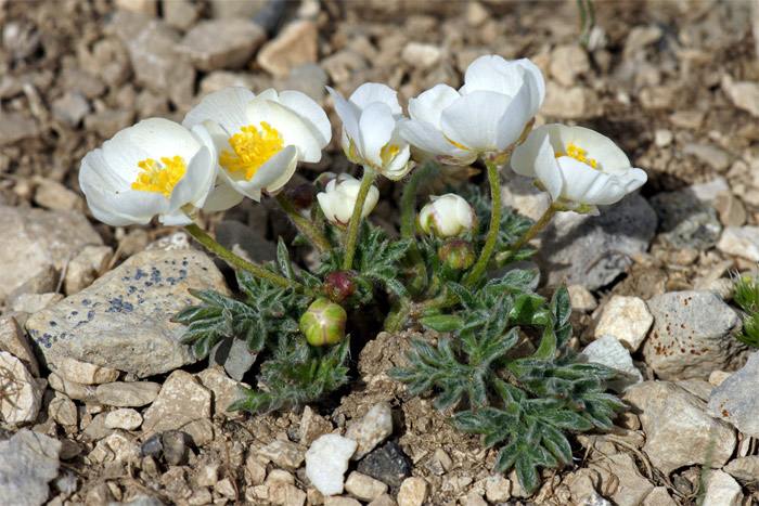 Ranunculus-seguieri-2293-(8.jpg
