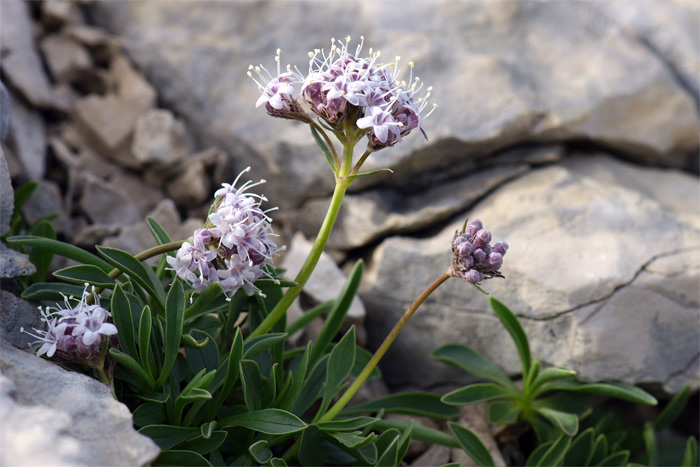 Valeriana-saliunca-2283-(2).jpg
