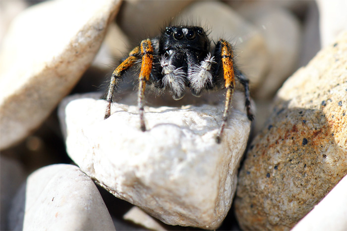 Arai-Philaeus-chrysops-2382.jpg