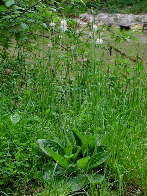 pr007233.jpg