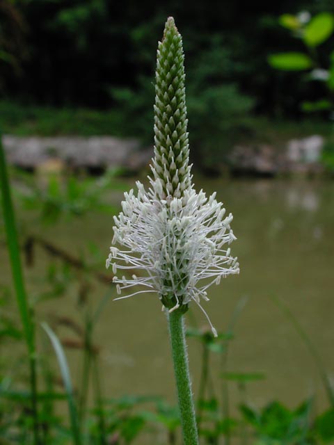 pr007234.jpg