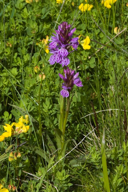DSC_12330.jpg