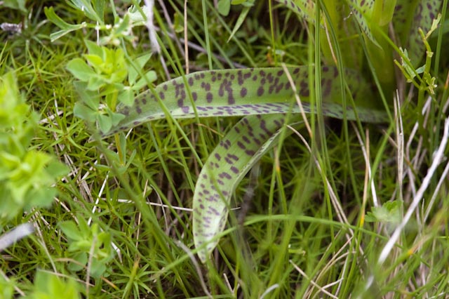 DSC_12311.jpg