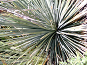 palmier1.jpg
