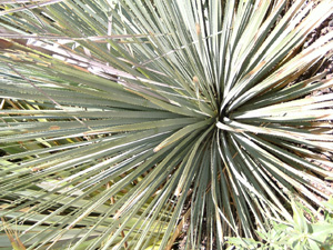 palmier2.jpg