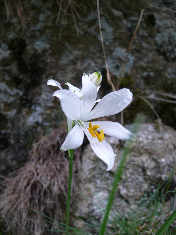 paradisea liliastrum.jpg