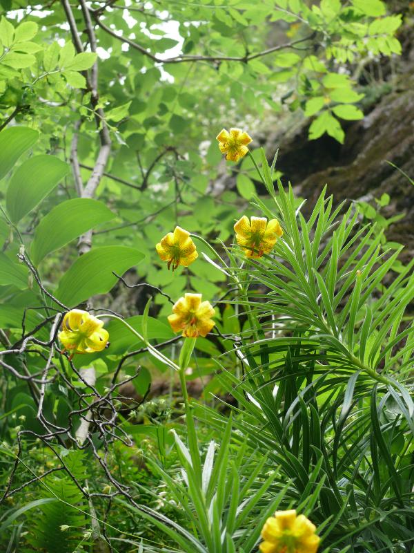 lilium pyrenaicum.jpg