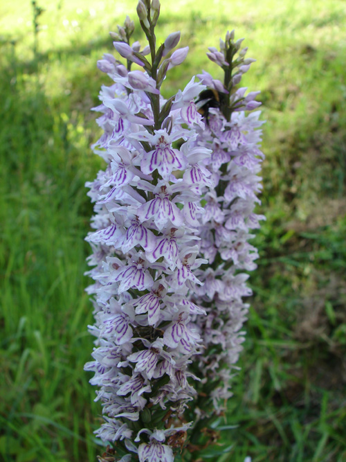 Dacthyloriza.jpg
