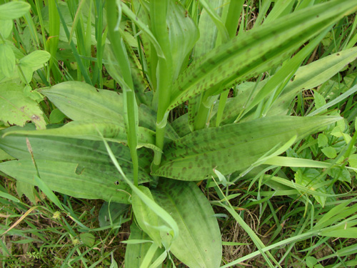 Dacthyloriza_2.jpg