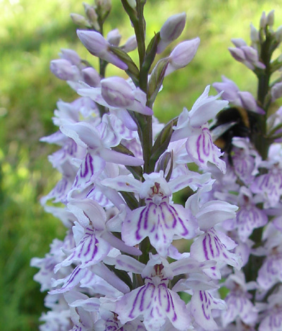 Dacthyloriza_5.jpg