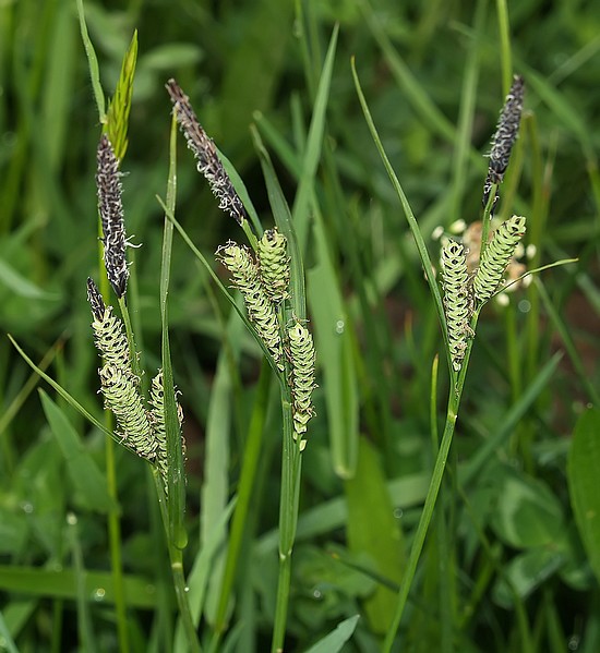 carexvulgaris.jpg