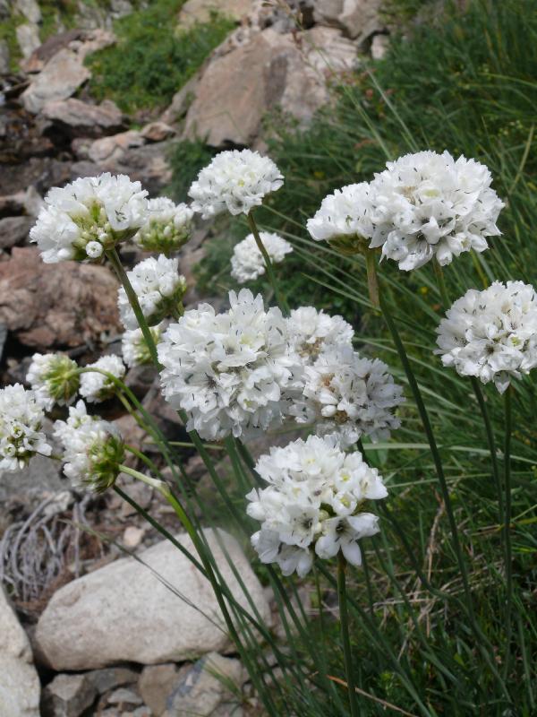 allium ericetorum.jpg