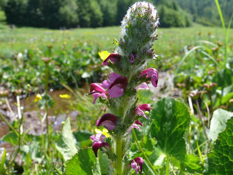 pedicularis mixta.jpg