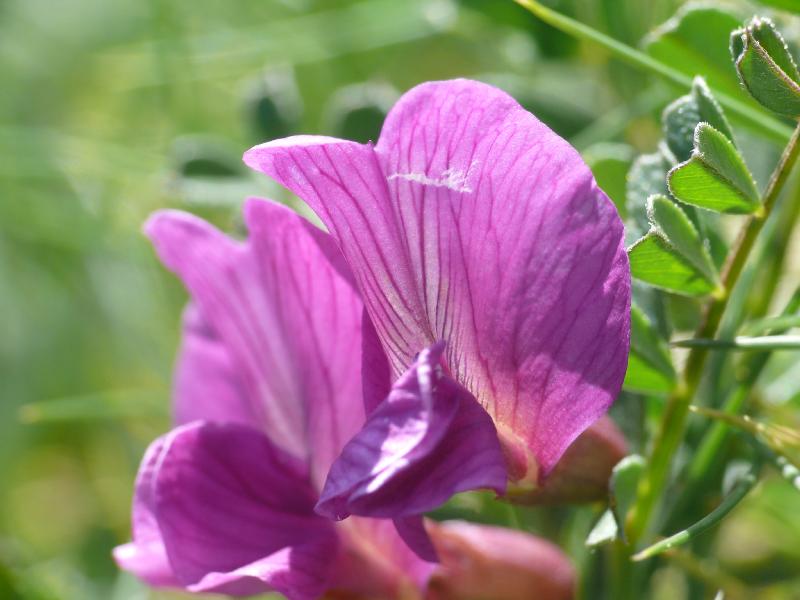 vicia pyrenaica.jpg