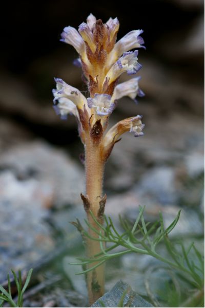 Orobanche grenieri (16) [800x600].JPG
