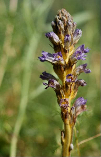 Orobanche purpurea bohemica (5) [800x600].JPG