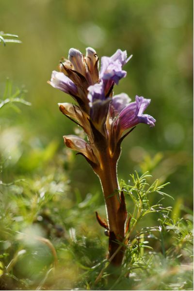 Orobanche laevis (5) [800x600].JPG