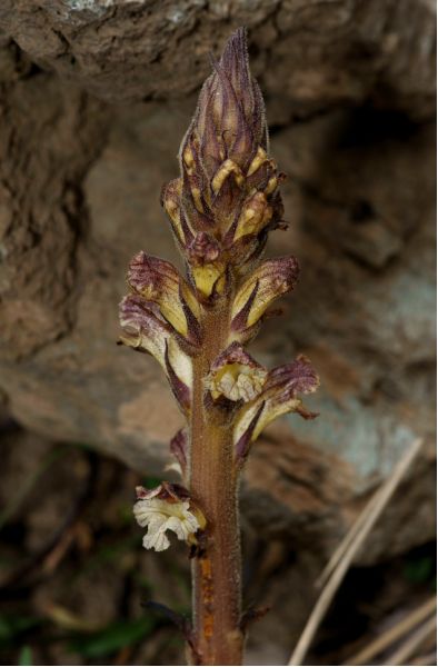 Orobanche reticulata (6) [800x600].JPG