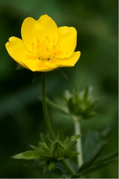 Potentilla delphinensis (7) [800x600].JPG
