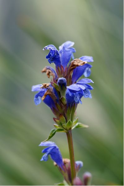 Dracocephalum ruschiana [800x600].JPG