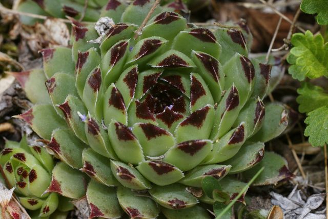 Sempervivum calcareum.JPG