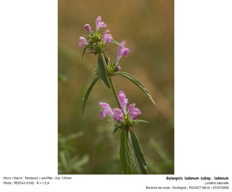 galeopsis_ladanum_subsp_ladanum_02.jpg