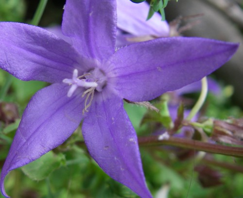 campanula _ fleur.jpg