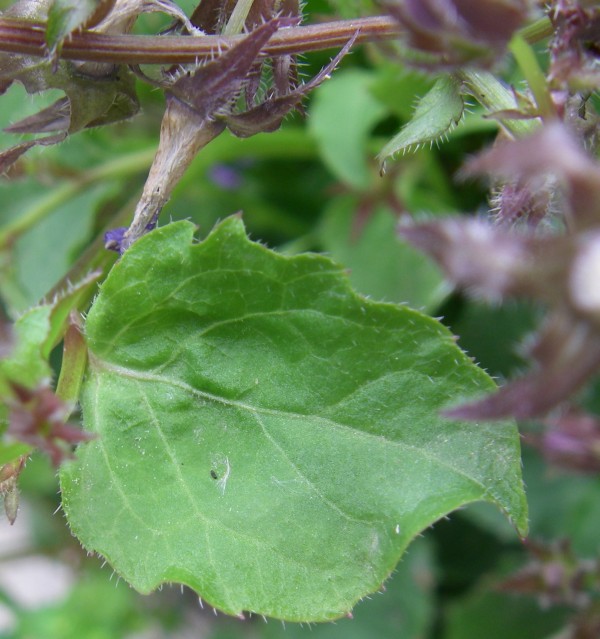 campanula _ feuille.jpg