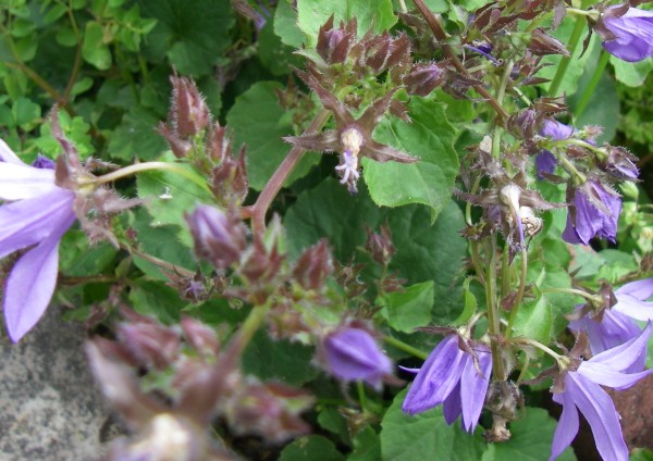 campanula _ calice.jpg