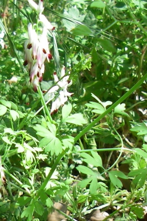 IMGP0655.JPG