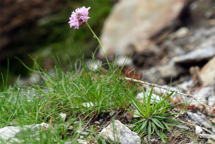 Armeria-bubanii-4049-1.jpg