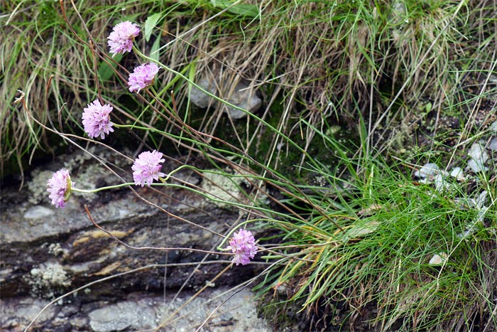 Armeria-bubanii-4049-2.jpg