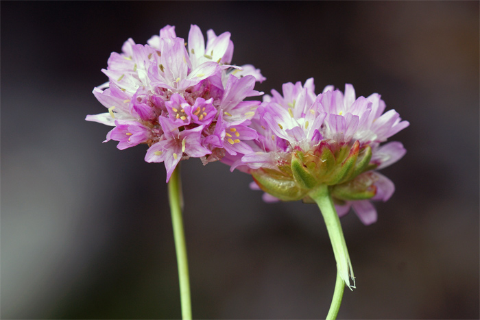 Armeria-bubanii-4049-4.jpg