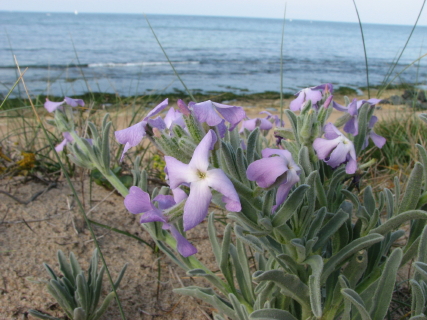 oleron_1_3_1.jpg